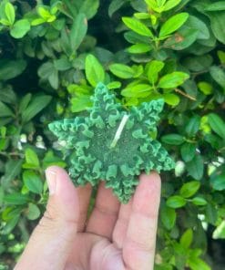 5 Adet Yılbaşı Hediyelik Kar tanesi Yıldız Mum ( Yeşil ve Kırmızı) Renk Seçenekleriyle