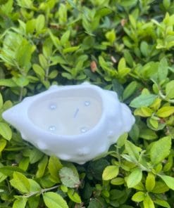 5 Adet Vanilya ve İncili Midye Taş Mum Söz Nişan Düğün Hediyelik